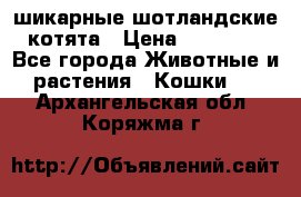 шикарные шотландские котята › Цена ­ 15 000 - Все города Животные и растения » Кошки   . Архангельская обл.,Коряжма г.